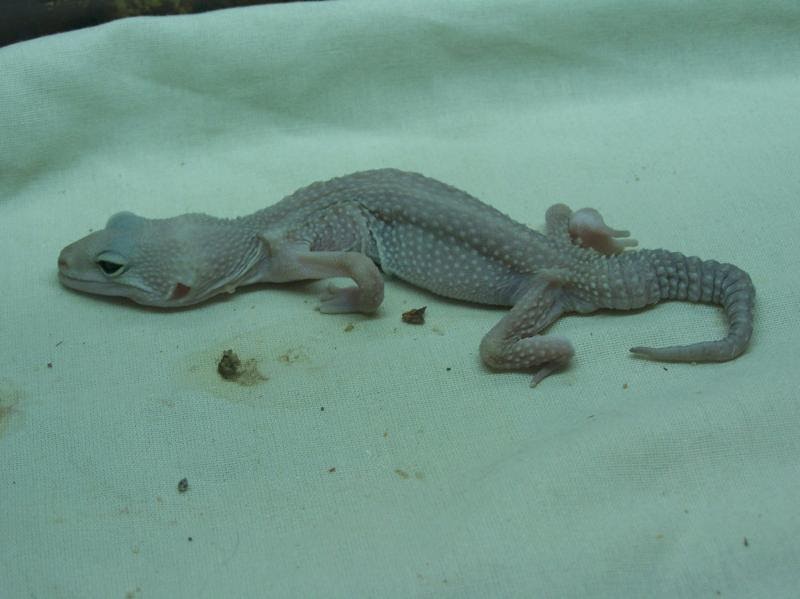 gecko leopardo no come parásitos